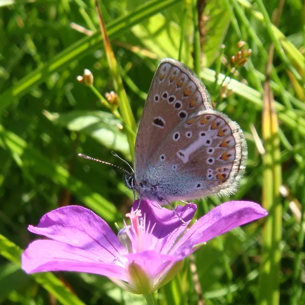 Ein Schmetterling sitzt auf einer Storchschnabelblüte inmitten einer grünen Wiese