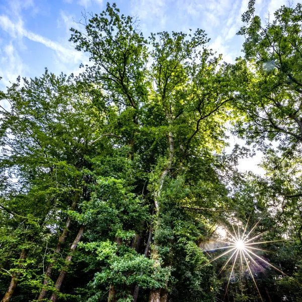 Blick von unten hoch in frische grüne Bäume