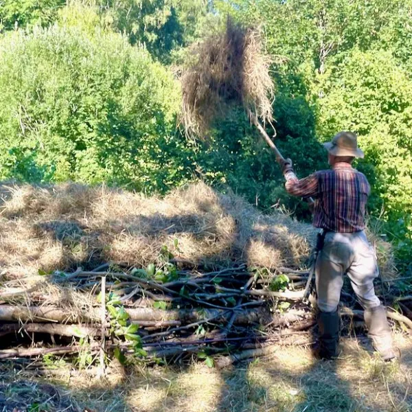 Ein Mann wirt mit einer Heugabel im Halbschatten im Wald Heu auf einen Haufen