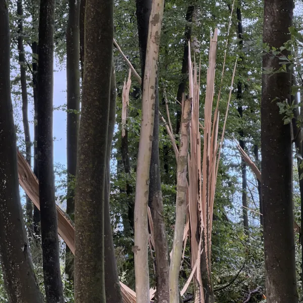 Geborstener Baum