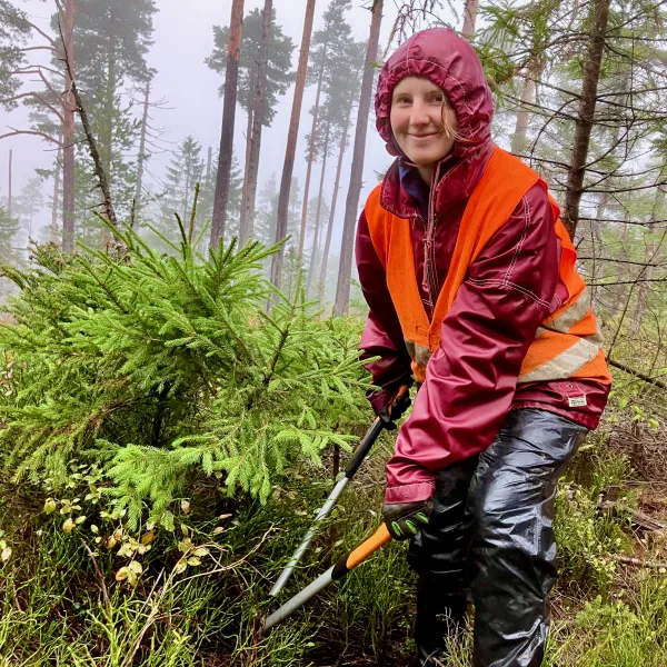 Eine Frau in Regenkleidung steht mit einer Astscheren im lichten Wald vor einer kleinen Fichte