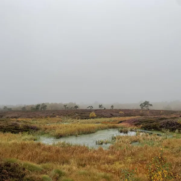 Blick über ein wiedervernässtes Rotes Moor im Regen