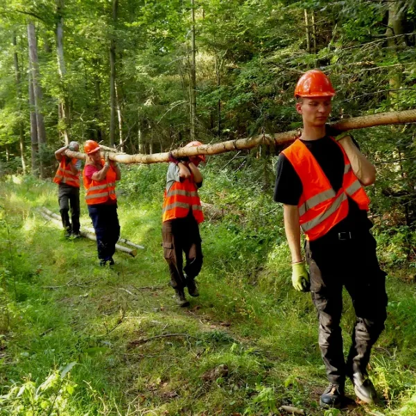 Fichtenstangentragen für den Hochsitzbau