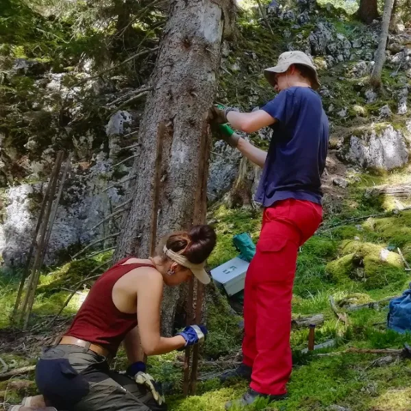 Freiwillige bringen Drahthosen-Einzelschützer an gepflanzte Weißtannen an
