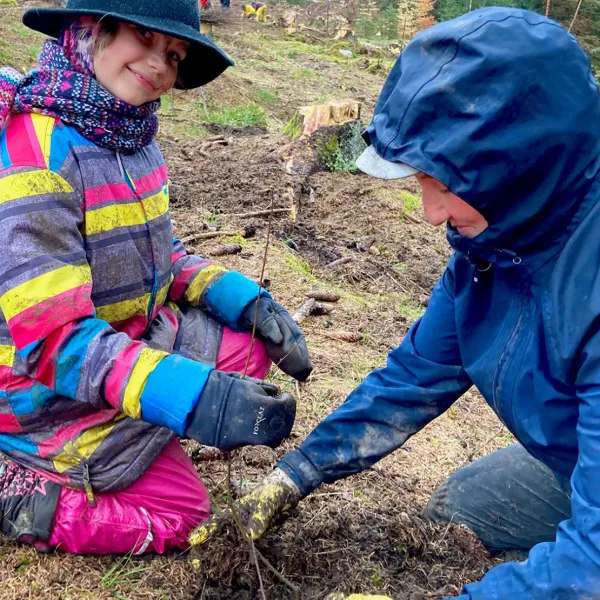 Klassische Eltern-Kind-Pflanzung mit Sandbirke