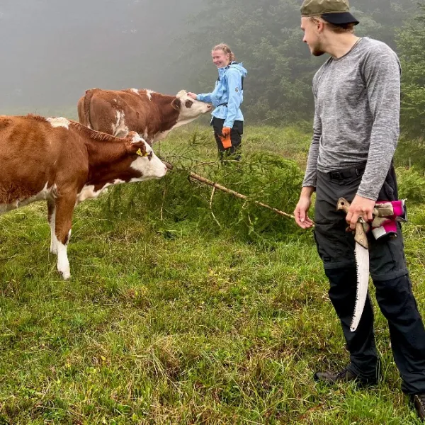 Rindviecher bei der Borstgrasrasenpflege am Feldberg