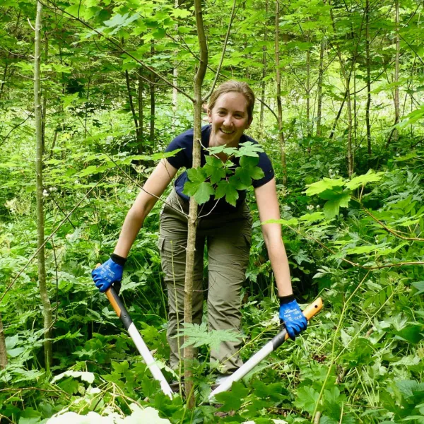 Rückverwandlung eines Wäldchens in eine Streuwiese