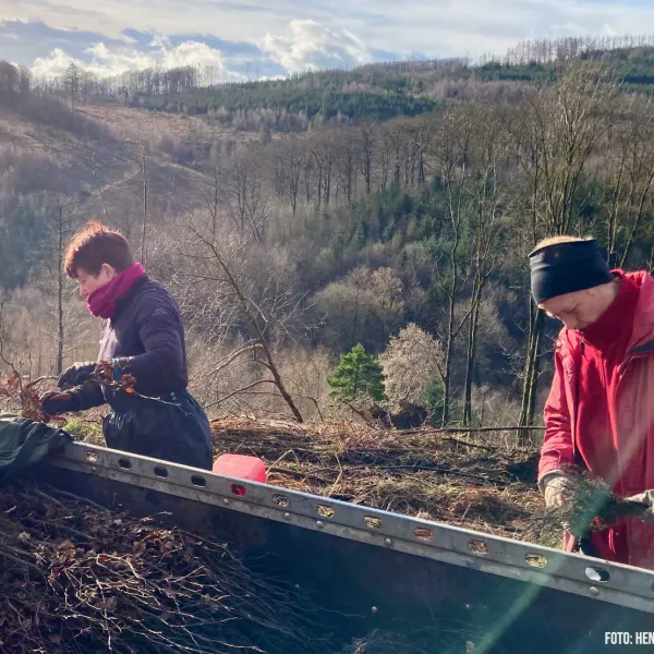 Rotbuchen bekommen einen Wurzelschnitt