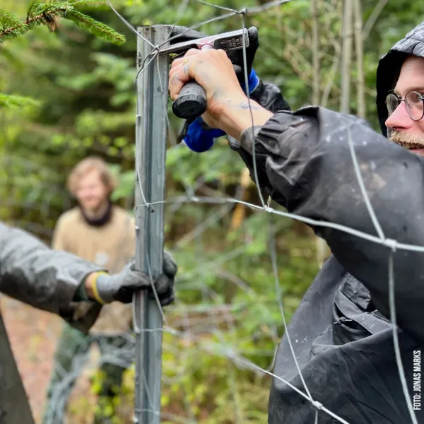 Zaunumbau für Weißtannenschutz