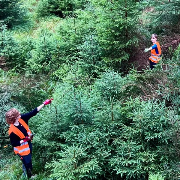 Jungwaldpflege im Thüringer Fichtenwald