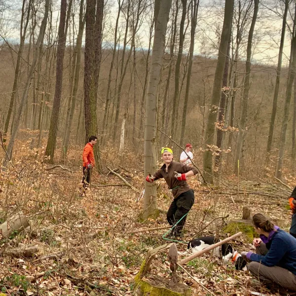 Pflanzung unter Buchen, sterbend