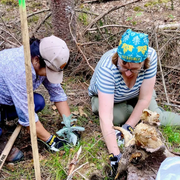 Sommertannenpflanzung am Walchensee