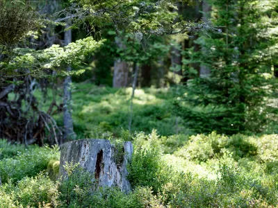 Baumstumpf in einem Wald