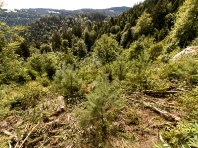 Blick auf ein bewaldetes Tal