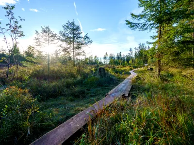 Bohlenweg im Moor