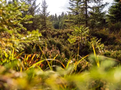 Blick in einen Wald
