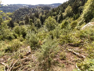 BWP_Triberg_Waldlandschaft.jpg Blick über eine Waldlandschaft in Triberg