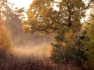 Stimmungsvoller Wald in der Üfter Markt