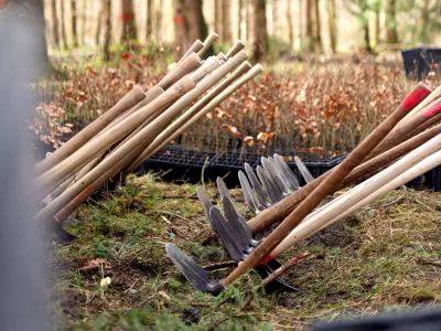 Wiedehophauen und Kisten voller Jungpflanzen