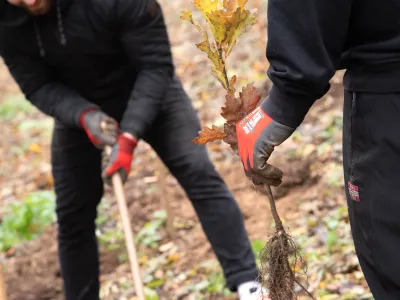 Hände mit Jungpflanze in der Hand