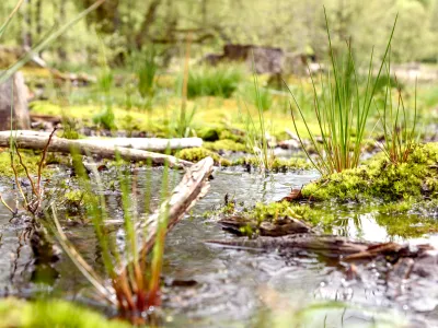 Nahaufnahme eines Moors