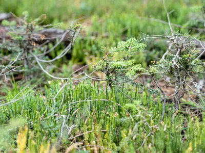 Nahaufnahme eines Waldbodens