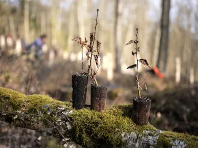 Drei Jungpflanzen im Wald