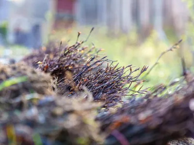 Nahaufnahme_Jungbäume_Bergwaldprojekt.jpg Nahaufnahme von Jungbäumen