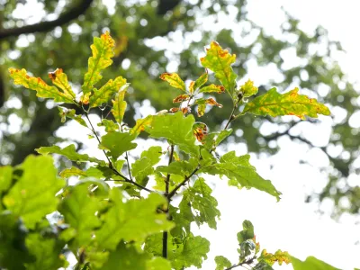 Eiche