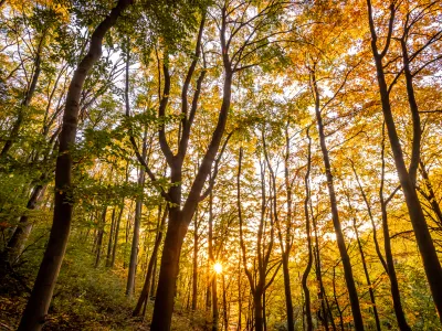 Blick in einen stimmungsvollen Herbstwald