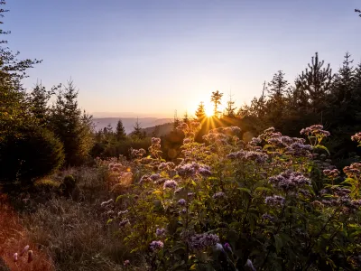 BWP_Bildergalerie_WestlicherSchwarzwald_1.jpg Sonnenaufgang über Waldwiesen
