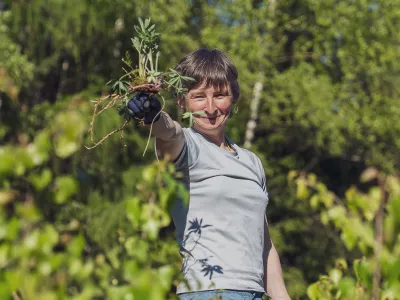 Teilnehmerin hält gejätete Lupine in die Kamera