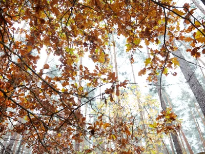 Bild in die Baumwipfel