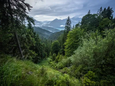 Waldlandschaft_BadToelz_Bergwaldprojekt.jpg Blick in eine verwunschene Waldlandschaft