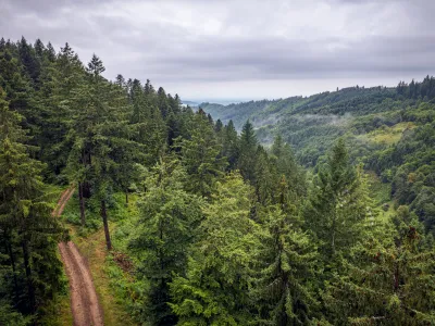 Weite Landschaftsaufnahme des Waldes