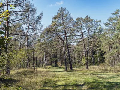 Kiefernwald bei Augsburg