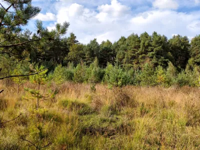 DaubanerWald_Bildergalerie_Bergwaldprojekt_3.JPG DaubanerWald_Bildergalerie_Bergwaldprojekt_3.JPG