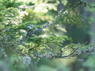 Fichtenzweig mit Flechten