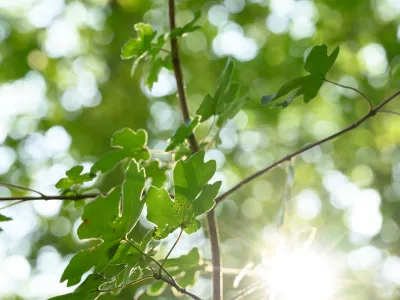 Blick durch Blätterdach in die Sonne
