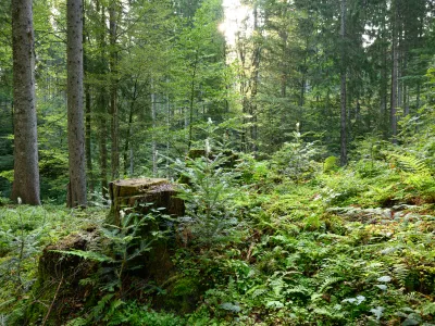 Blick in den Wald mit Baumstumpf