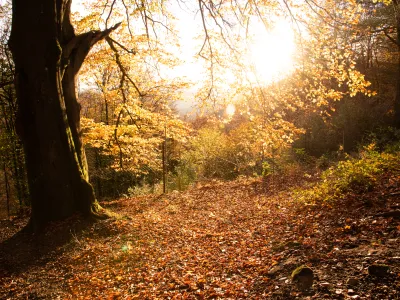 Herbstliche Laubbäume
