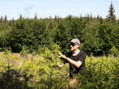 Junger Mann beim Entfernen von Fichten