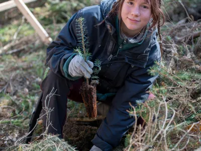 Junge Frau mit Weißtannen-Setzling