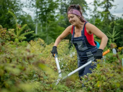 Junge Freiwillige mit der Astschere