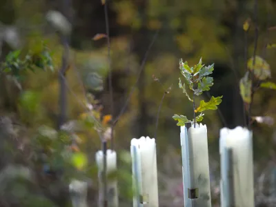 Pflanzen in Wuchshüllen