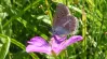 Storchschnabelbläuling auf Storchschnabelblüte Ein Schmetterling sitzt auf einer Storchschnabelblüte inmitten einer grünen Wiese