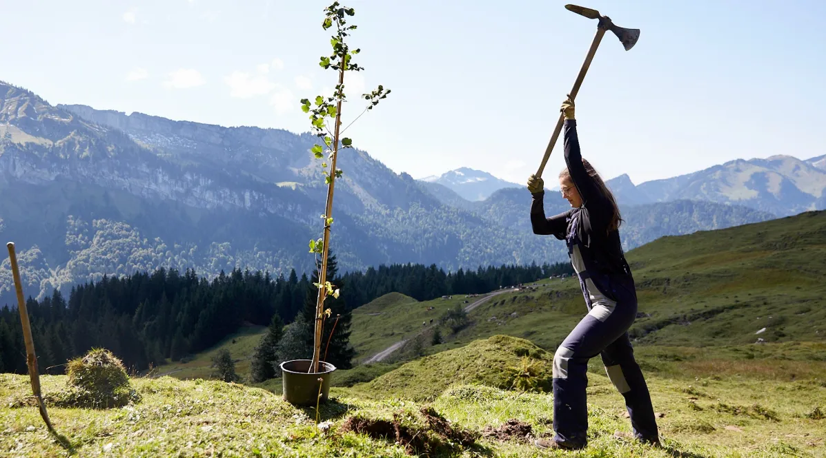 NOCH Mini-Bergahorne, Handgefertigt – 9 Cm Hoch, 3 Stück, Für Modellbau Und Deko – Realistische Bäumchen Für Landschaften
