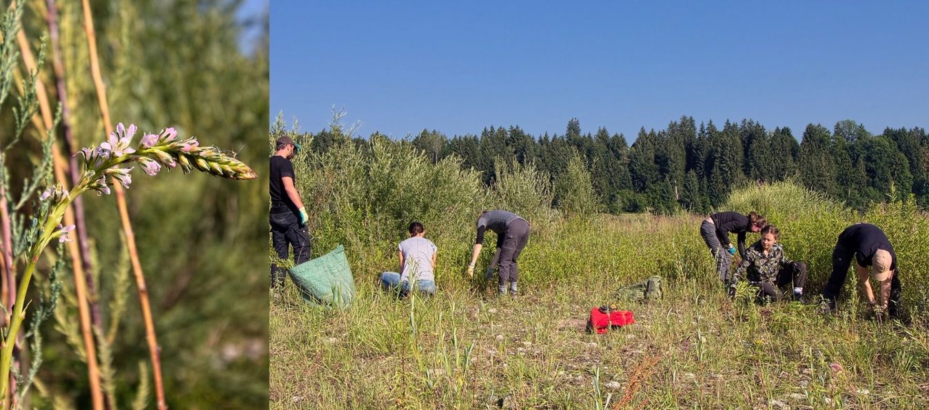 Die Deutsche Tamariske und ihr letztes Vorkommen am Halblech