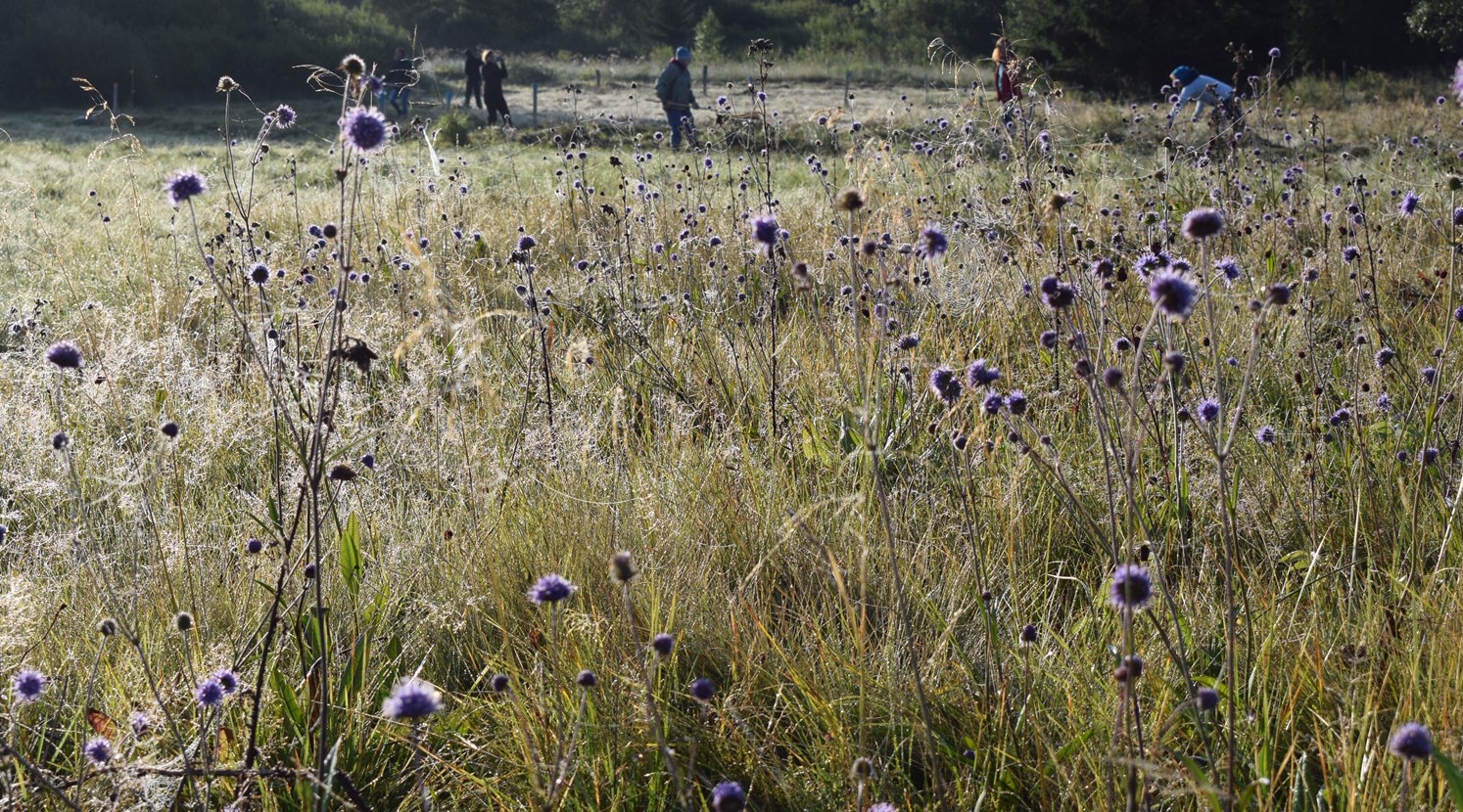 Teufelsabbißwiese in der Rhön