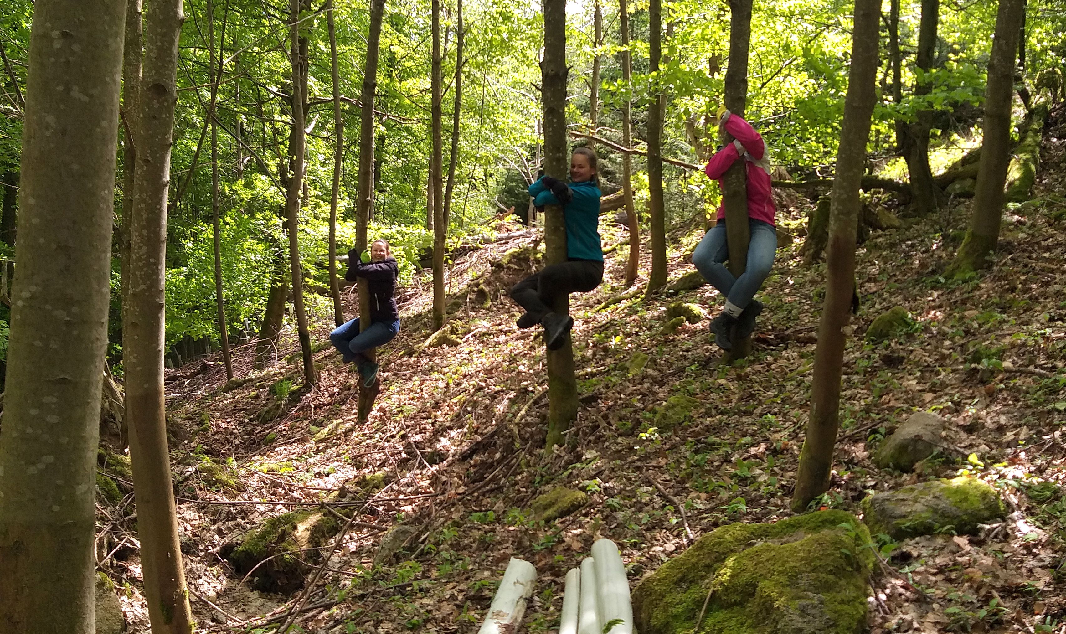 Treehugger der Käthe Kollwitz Schule Bruchsal Treehugger der Käthe Kollwitz Schule Bruchsal